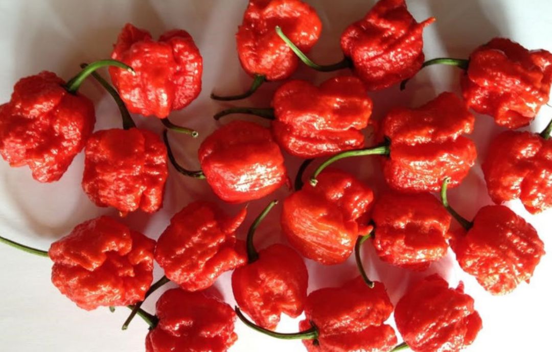 世界上最辣的辣椒,吃了之后会死人吗?