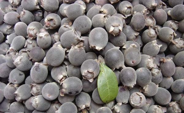 果实|美味|野果_新浪新闻