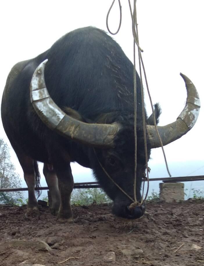 加迪村牛王左右神扣外号"大象"