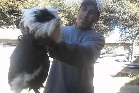 秘鲁巨型豚鼠, 颠覆你对荷兰猪的认知