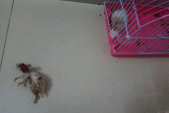 昨晚仓鼠在笼子里离奇被杀, 死因不明, 到底谁是凶手