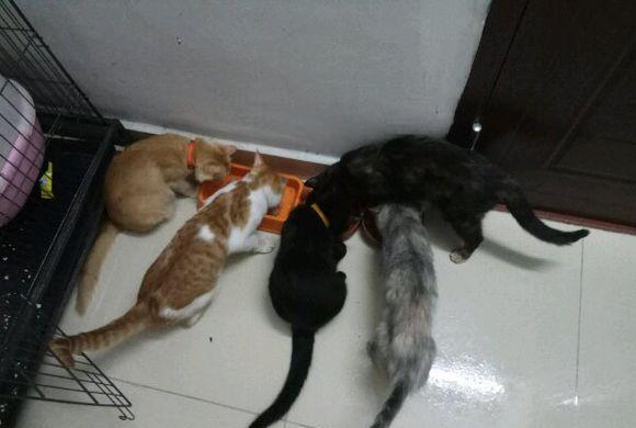 昨晚仓鼠在笼子里离奇被杀, 死因不明, 到底谁是凶手