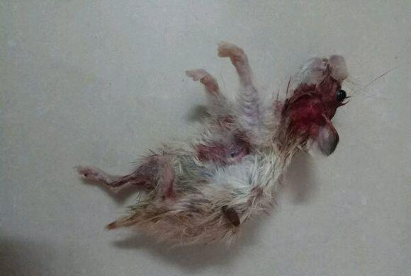 昨晚仓鼠在笼子里离奇被杀, 死因不明, 到底谁是凶手