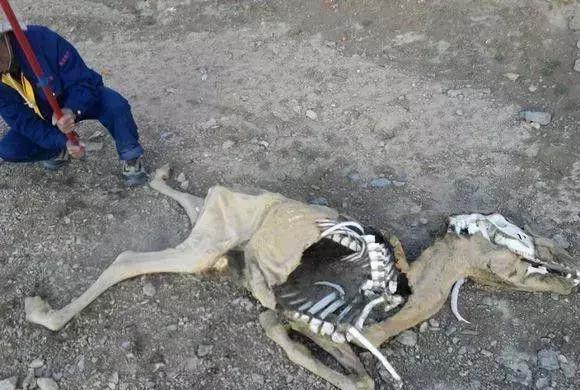 网友冒死进入可可西里无人区,动物尸骨随处可见