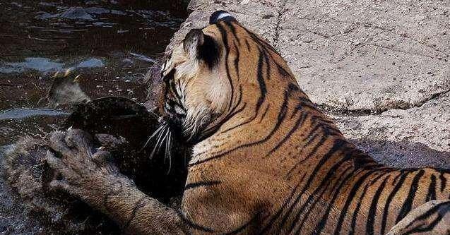 老虎抓住个乌龟, 一口便咬下去