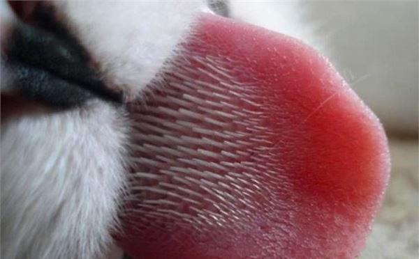 此动物舌头带倒刺让它舔就不好了