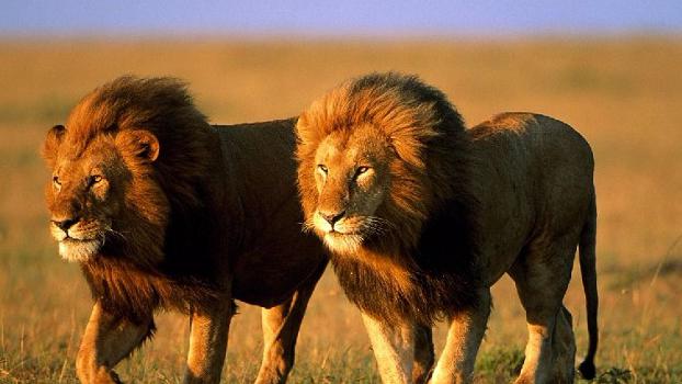 狮王遭遇三头雄狮侵占领地,狮王毫不惧怕,直接就开干了!