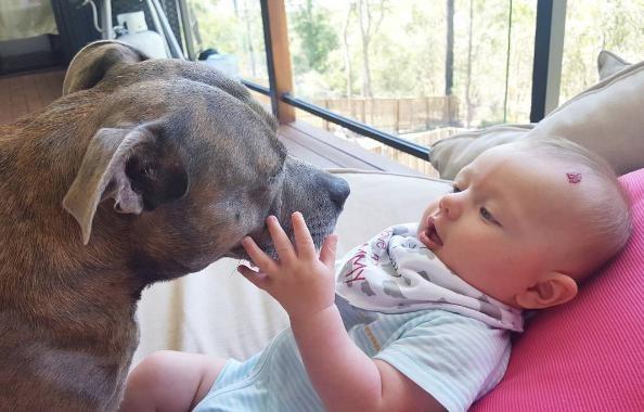 领养的比特犬可以给婴儿当保姆,很温柔的哄着孩子一起玩耍