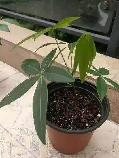 发财树幼苗上盆前先要配制营养土.