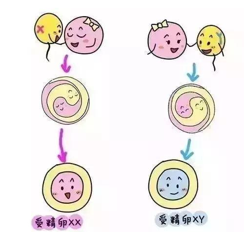 双胞胎是怎么形成的? 有秘诀吗?