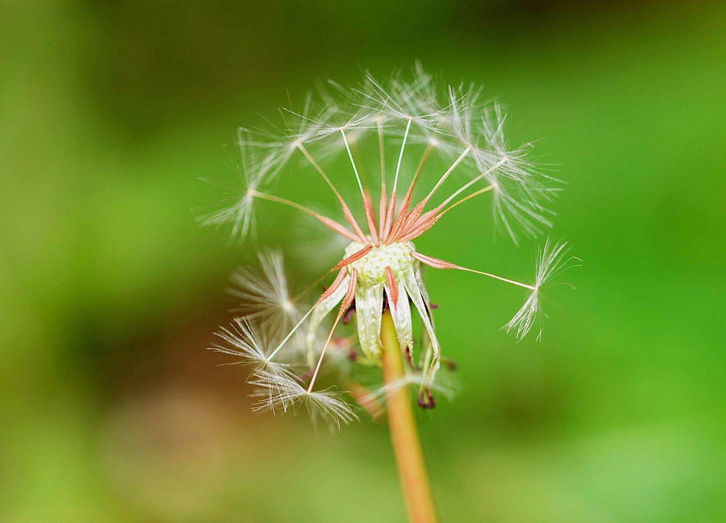 这么漂亮的蒲公英加上护眼的绿色做屏保多合适啊