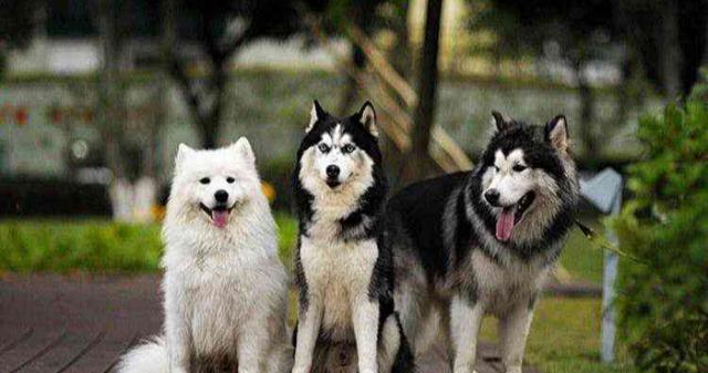 雪橇三傻一起养什么体验?网友:一回到家,房子只剩承重墙了!