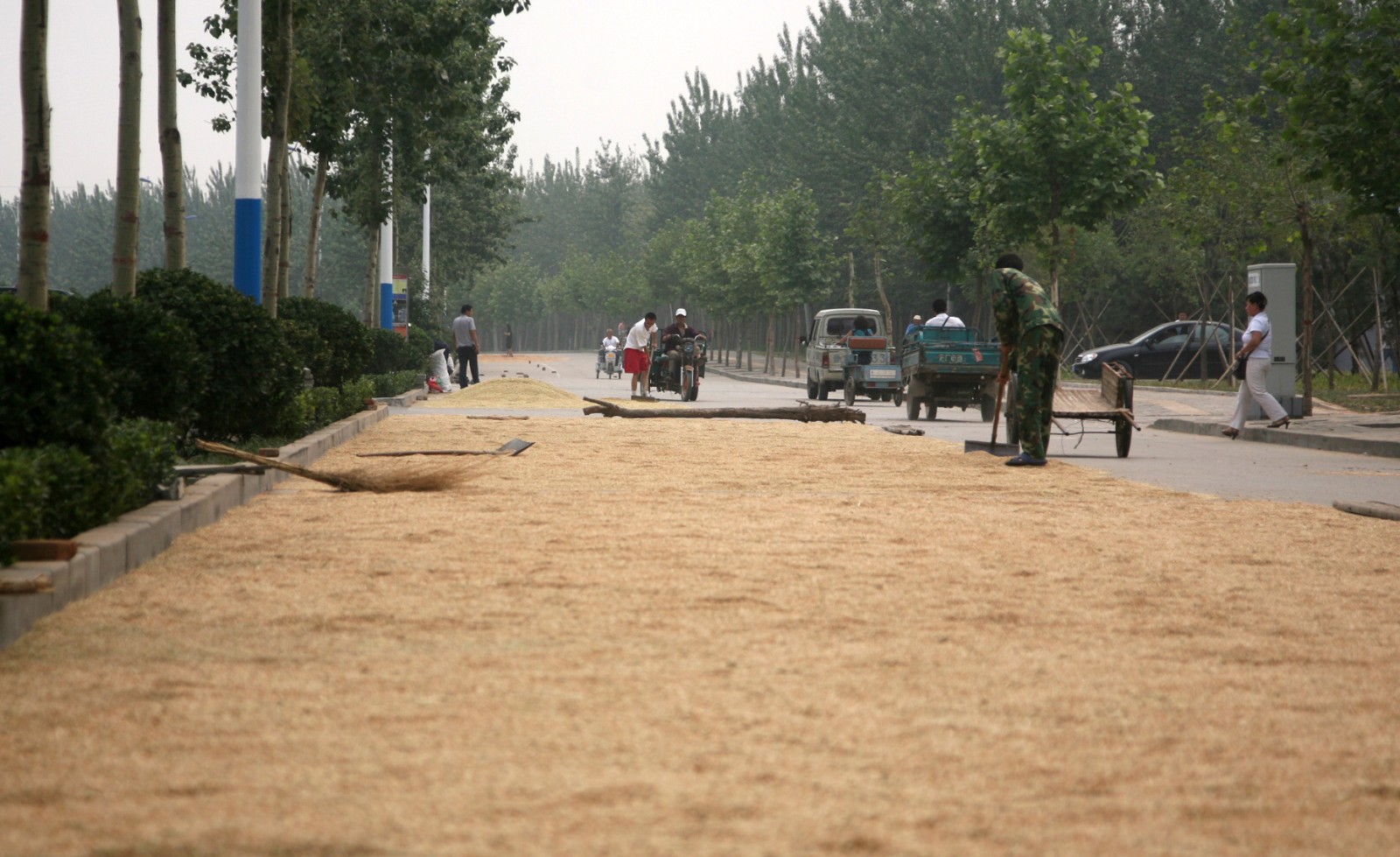 国道上晾晒小麦太危险! 村民:实在是没地方