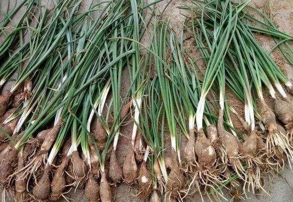 一声绵枣心已醉梦回童年思纷纷