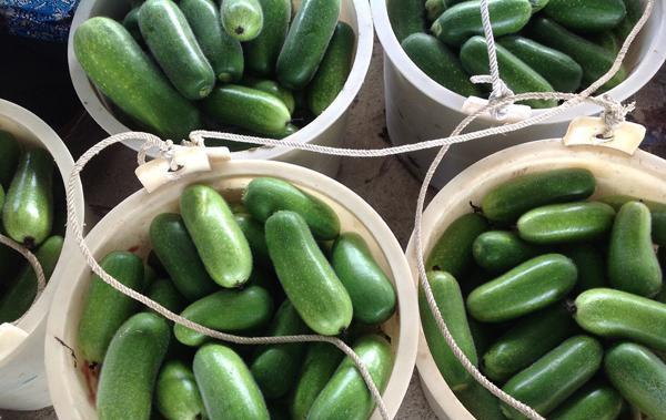 食材分享|田间里生长的老节瓜,十多斤重一只!市场上绝对少见