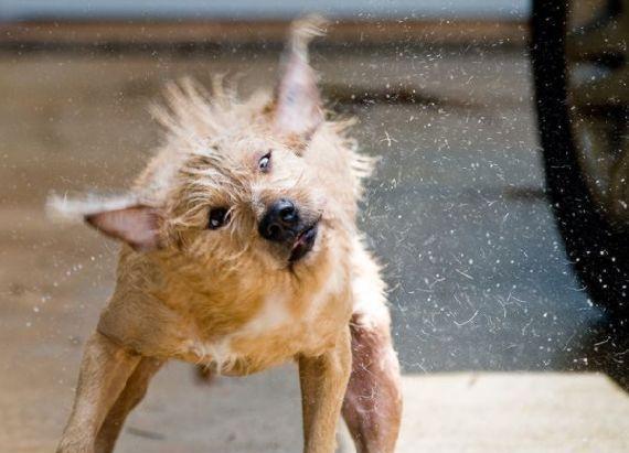 狗狗的超囧表情组图