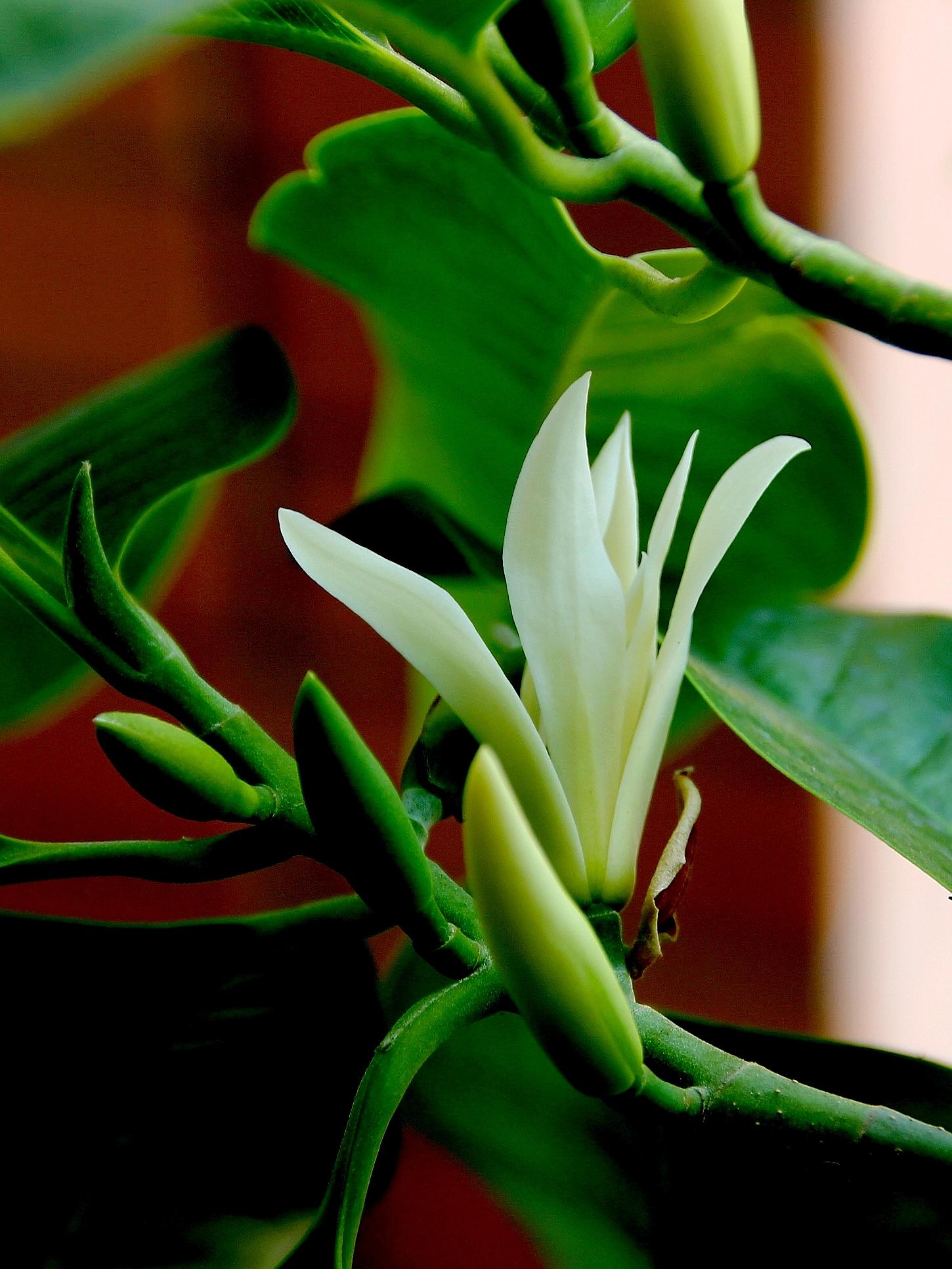 此花香气十足,平时只要浇点水就能活,新手也很容易养爆盆!