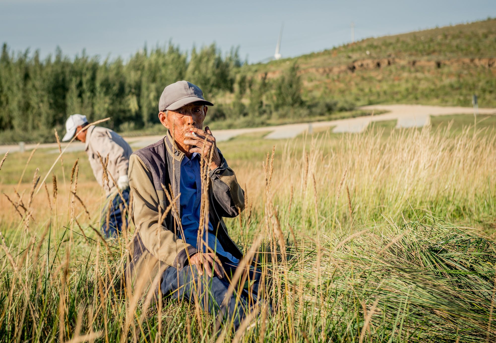 真实的农民生活实拍:拿着镰刀割芦苇,为牛羊准备一冬天的食草