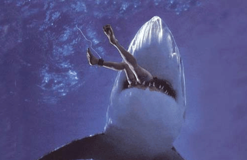 冲浪者被大白鲨拖下水撕咬, 是这种动物及时救了他