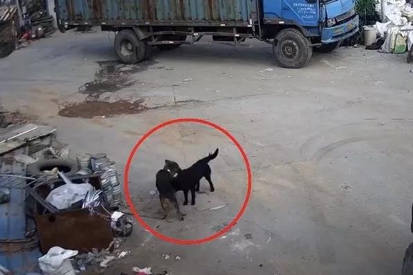 偷狗贼现在都聪明了,居然让狗用"美人计"诱骗德牧!