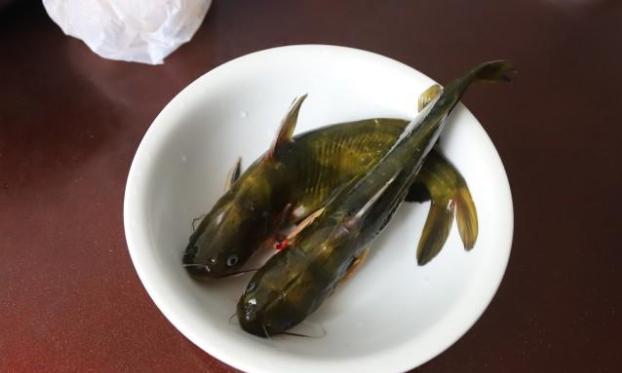 这种鱼一捏会怪叫却是美味尤其适合烧汤各地名字不一样