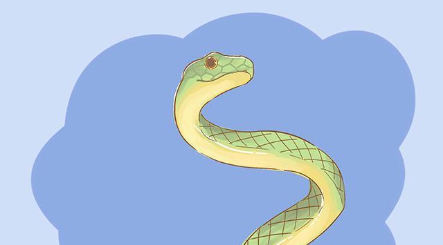 梦境解析，老公梦中打死大蟒蛇的深层含义与心理探索