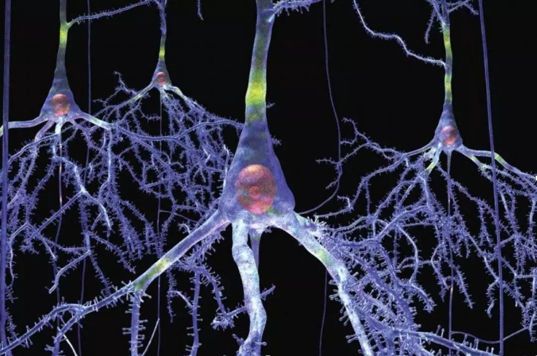 聪明人的脑细胞真的更大?|传导|神经元|智商_新浪新闻