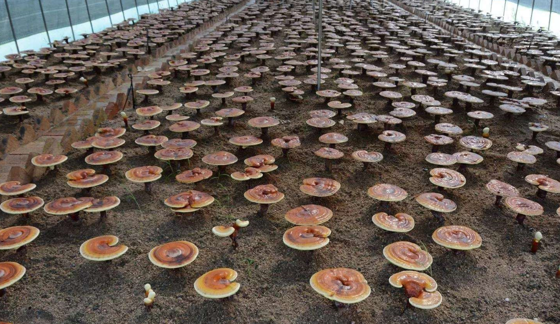 农村大棚种植灵芝批量种植100元一斤年收入可达几十万