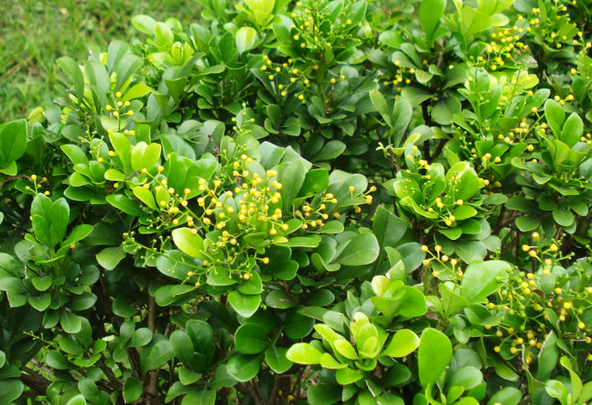 米兰这样养让它生长旺盛花开不断呢