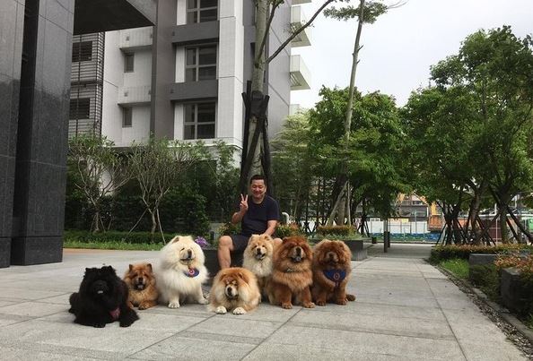 主人说,他们家里一共有8只松狮狗狗,平均每只松狮狗狗都有20~30公斤重