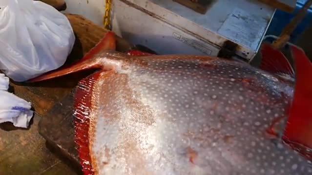 日本人追捧的月亮鱼到底是什么?有那么好吃吗?还那么贵!