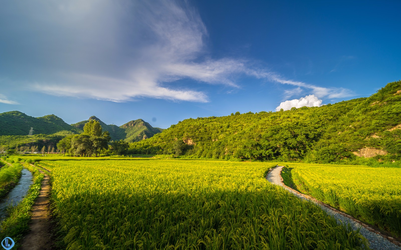 塞外有稻田,何必千里下江南|稻田|热河|水稻田_新浪网