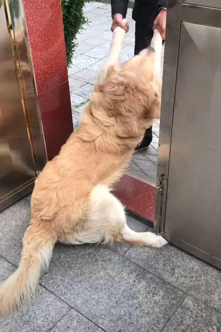 金毛被肉香勾引主人拼命往回拖,一回头,笑翻网友