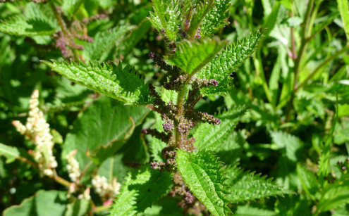 蜇人草等因为会刺蜇人,所以许多人对荨麻望而生畏,没有好
