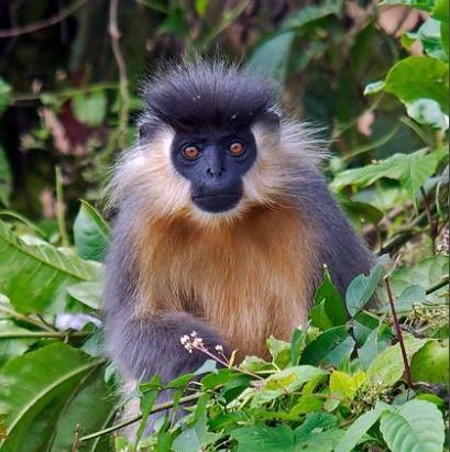 不能脱口而出十种云南珍稀动物, 就不要说你了解过云南