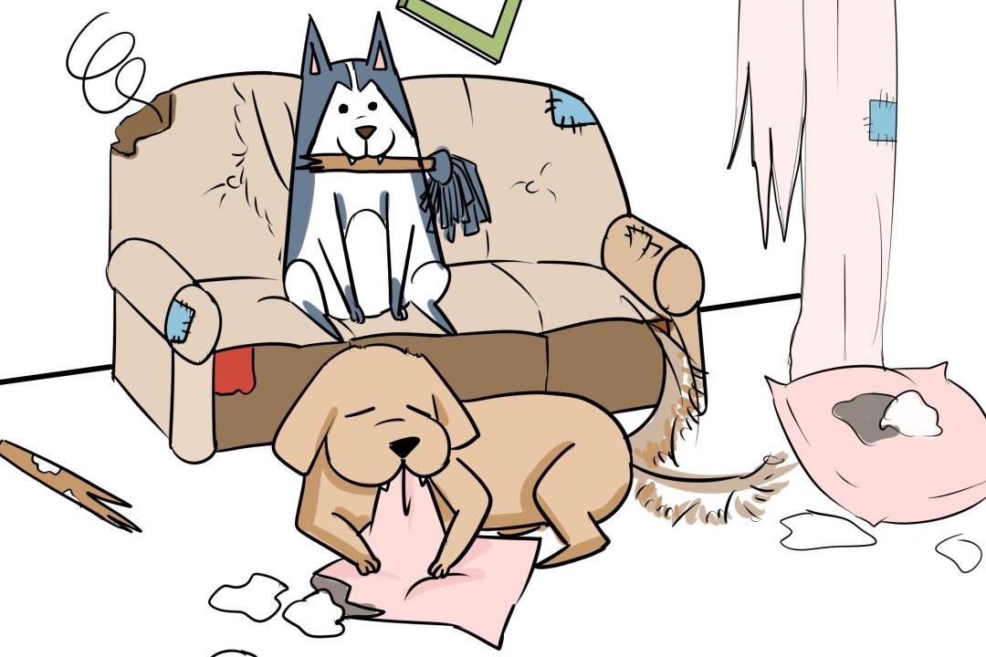 养宠物干嘛,当然是拆家啊!要不然呢