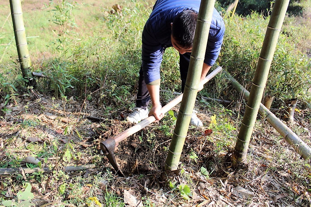 冬笋好吃难挖农村小哥教你如何寻找再也不用瞎忙乎