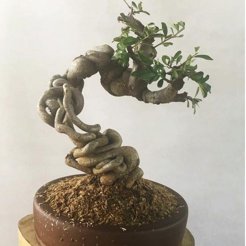 盆景造型观摩,把"以根代干"法运用的如此过分,值得一看
