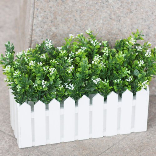 米兰这样养让它生长旺盛花开不断呢