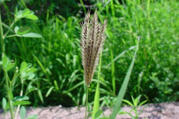 农村这几种野菜,治病功效强大,你吃过吗?