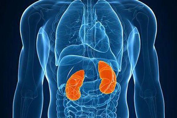 年纪轻轻不要肾虚天然的雄性激素男人常吃肾好虚不扰