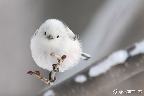 银喉长尾山雀真是是冬天的雪精灵了twidailysimaenaga