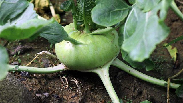 东北农村的球菜被誉为维生素库吃一个抵20个苹果