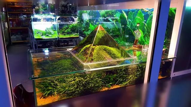 松皮景之缸中缸,成景后也是蛮漂亮的|水草|缸体|光照_新浪新闻