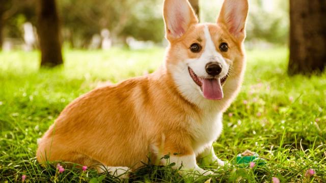 鹦鹉看到主人手里有一个和自己一模一样的鸟,一下就不淡定了