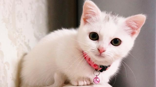 高颜值小萌猫,超级活泼可爱,刚玩了一会又开始要吃的了