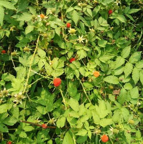 乡下这4种野果子,小时候经常上山吃,最后一种很多人都不认识!