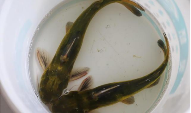 黄颡 (读音:sǎng )鱼,有的皮色上布满黄斑,有的则通体黑色,在我国