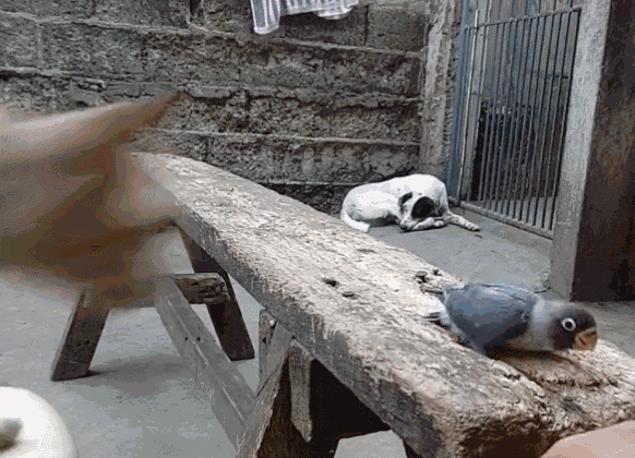 主人给鹦鹉拍照,猫咪偷袭抢走鹦鹉,主人扔手机救鸟!