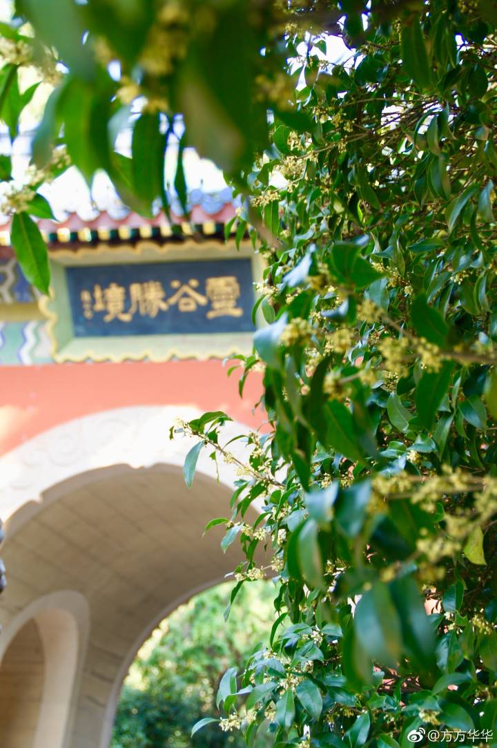 南京灵谷寺桂花开好啦,你来了吗
